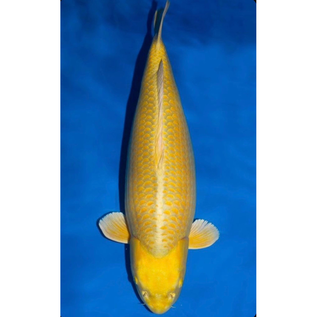 PROMO MURAH koi ogon super size 20-25cm berquality super cantik Blitar grade A