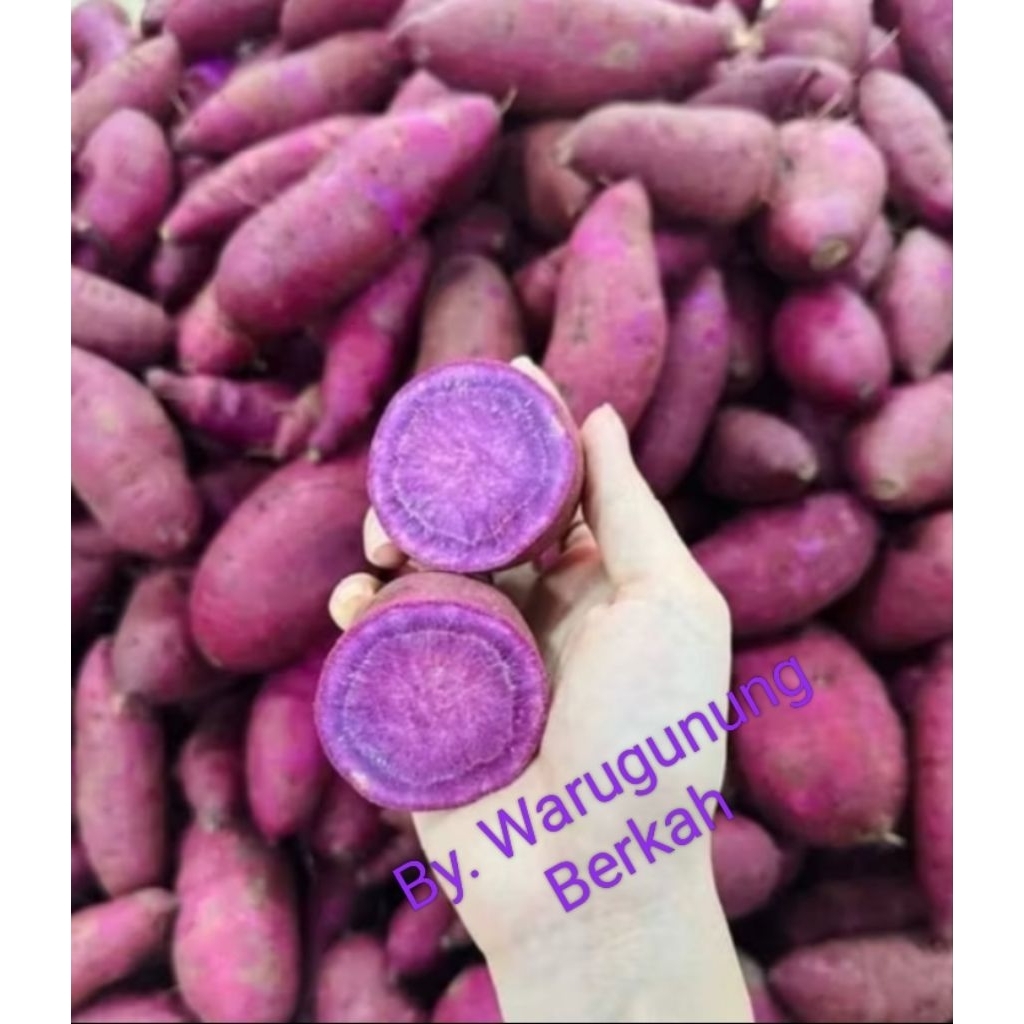 UBI UNGU MURASAKI TRAWAS/PACET