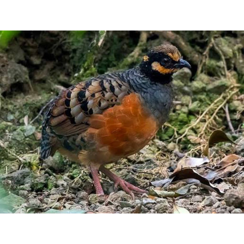 telur fertil PUYUH GONGGONG untuk di tetas kan