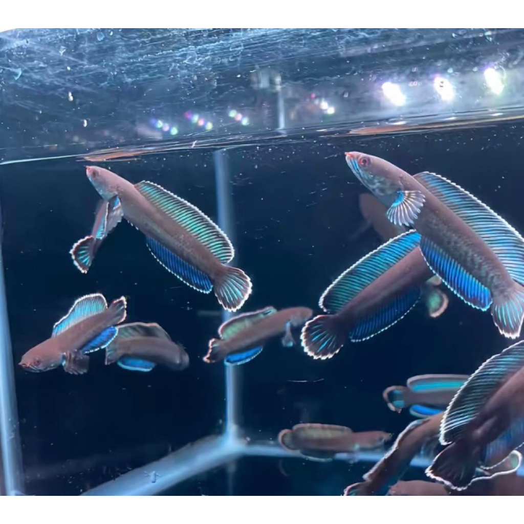 chana andrao 4-7cm (free stiker)