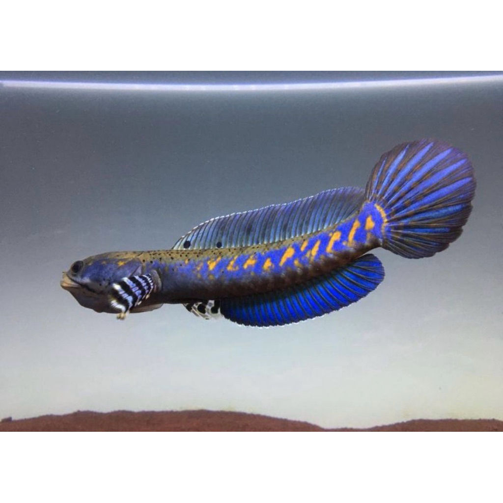 patung ikan chana pulchra bagus