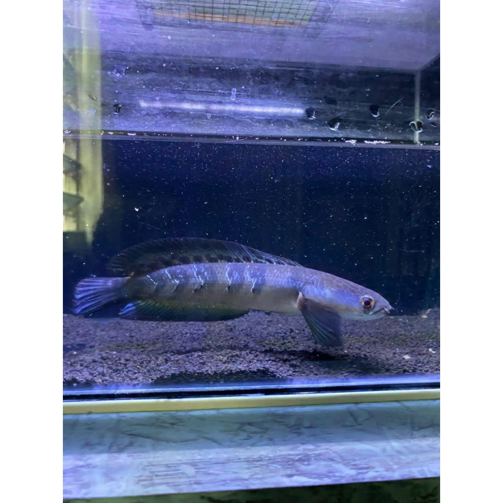 Red Barito 7-8cm Simet