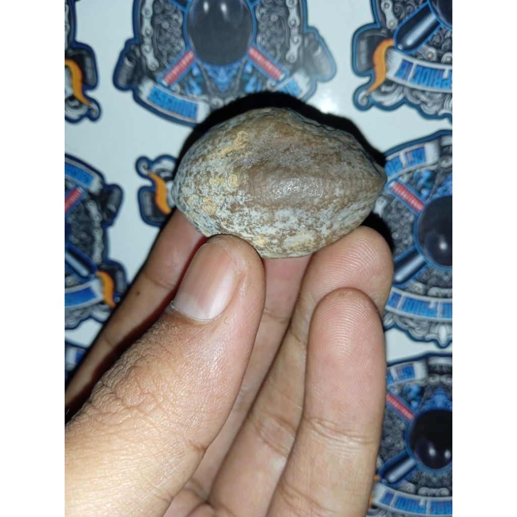 Muncang Adu Marjudi original Wonosobo size Jumbo Super