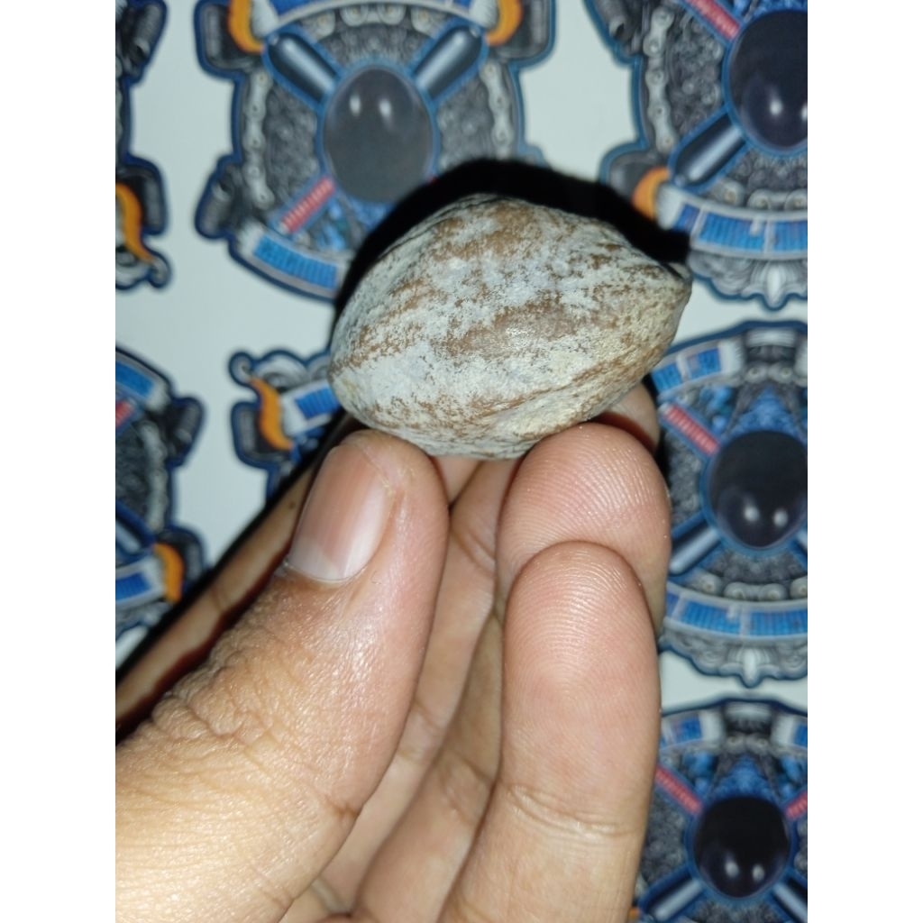 Muncang Adu Marjudi original Wonosobo grade A