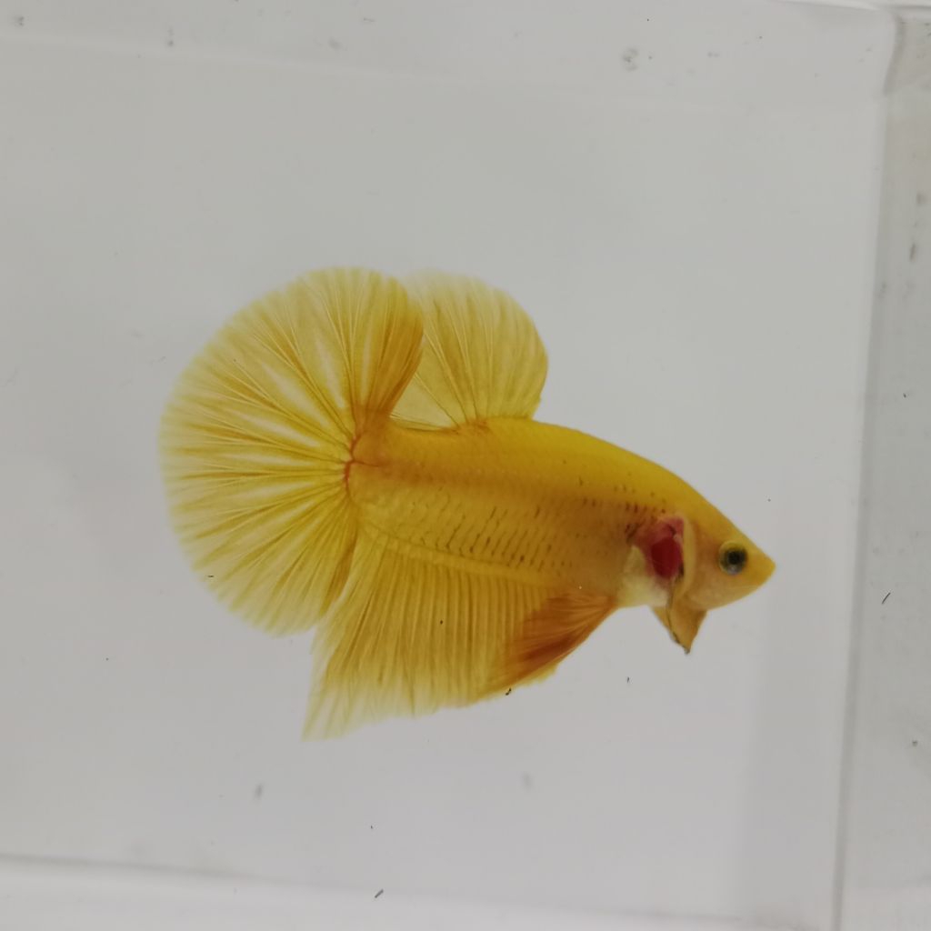 HMPK YELLOW BANANA TOP GRADE REAL PICT BUKAN SAMPEL