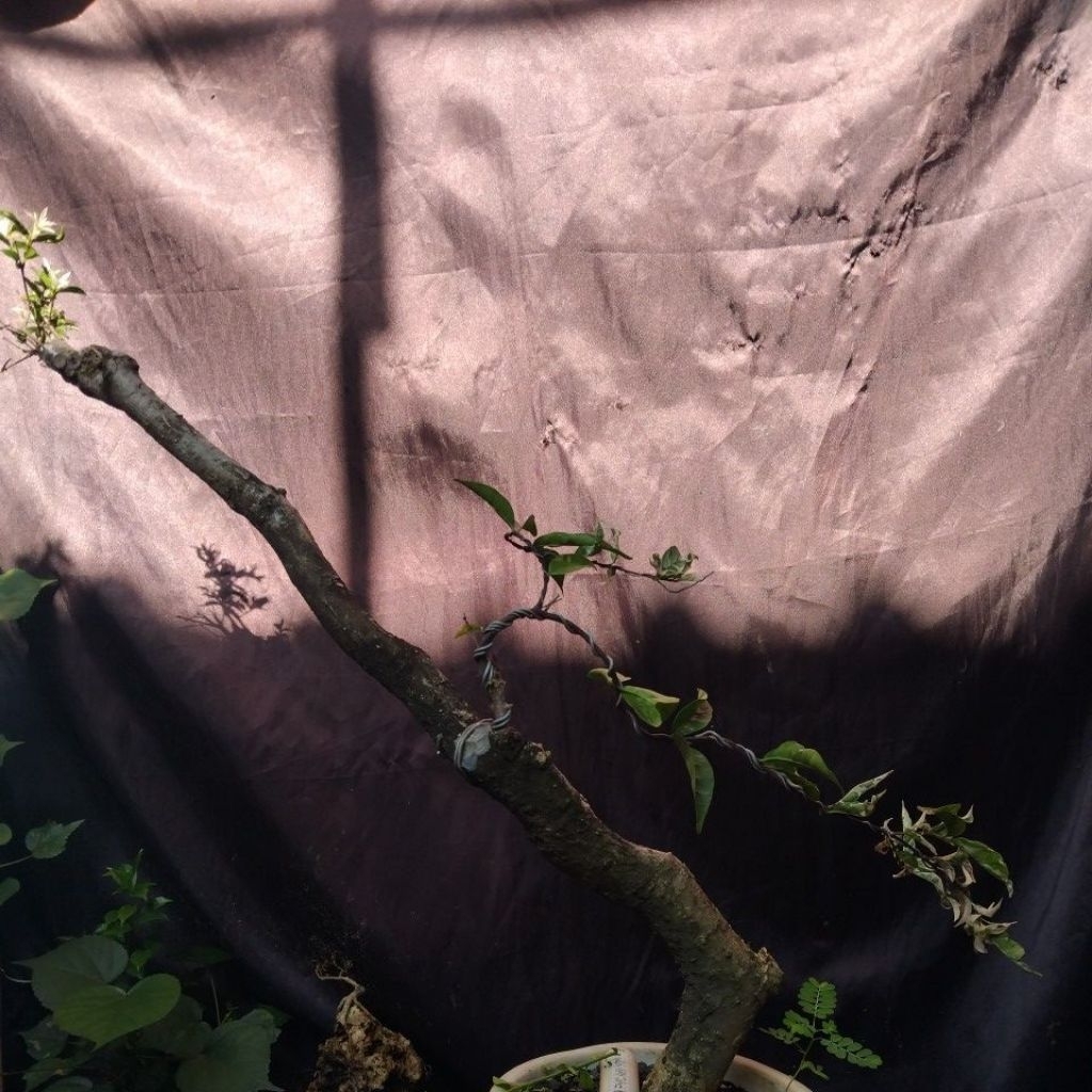 Bahan Bonsai Mentaos okulasi anting putri varigata Gaya Slanting Medium Size real Pick