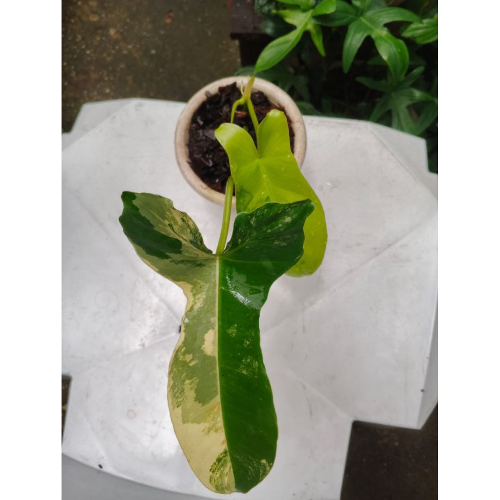 PHILODENDRON VIOLIN VARIEGATA / TANAMAN HIAS