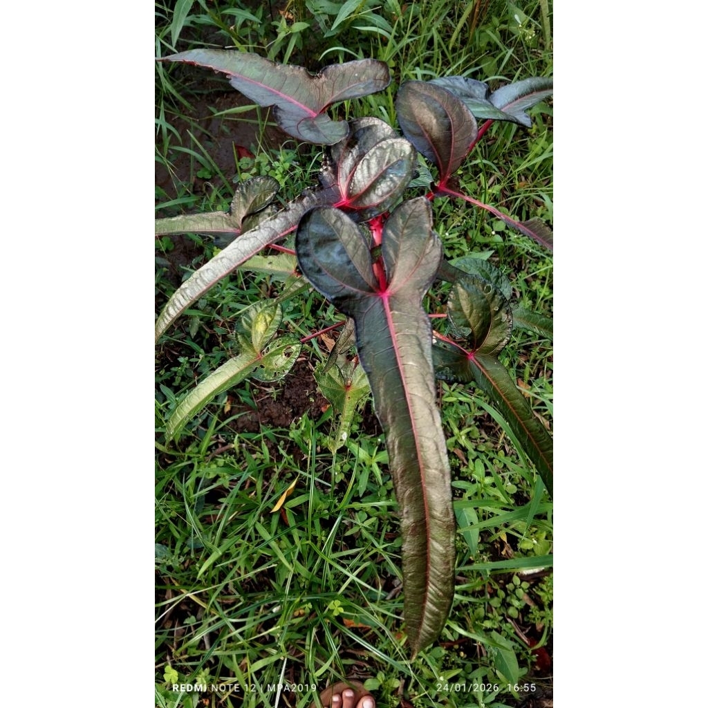 abel mochsus sp papua