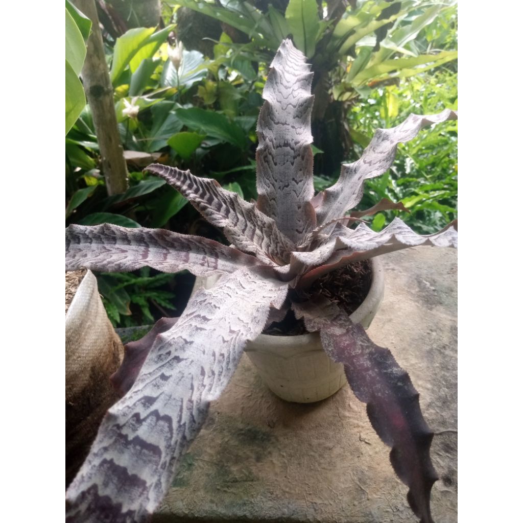 Cryptanthus zonatus, 