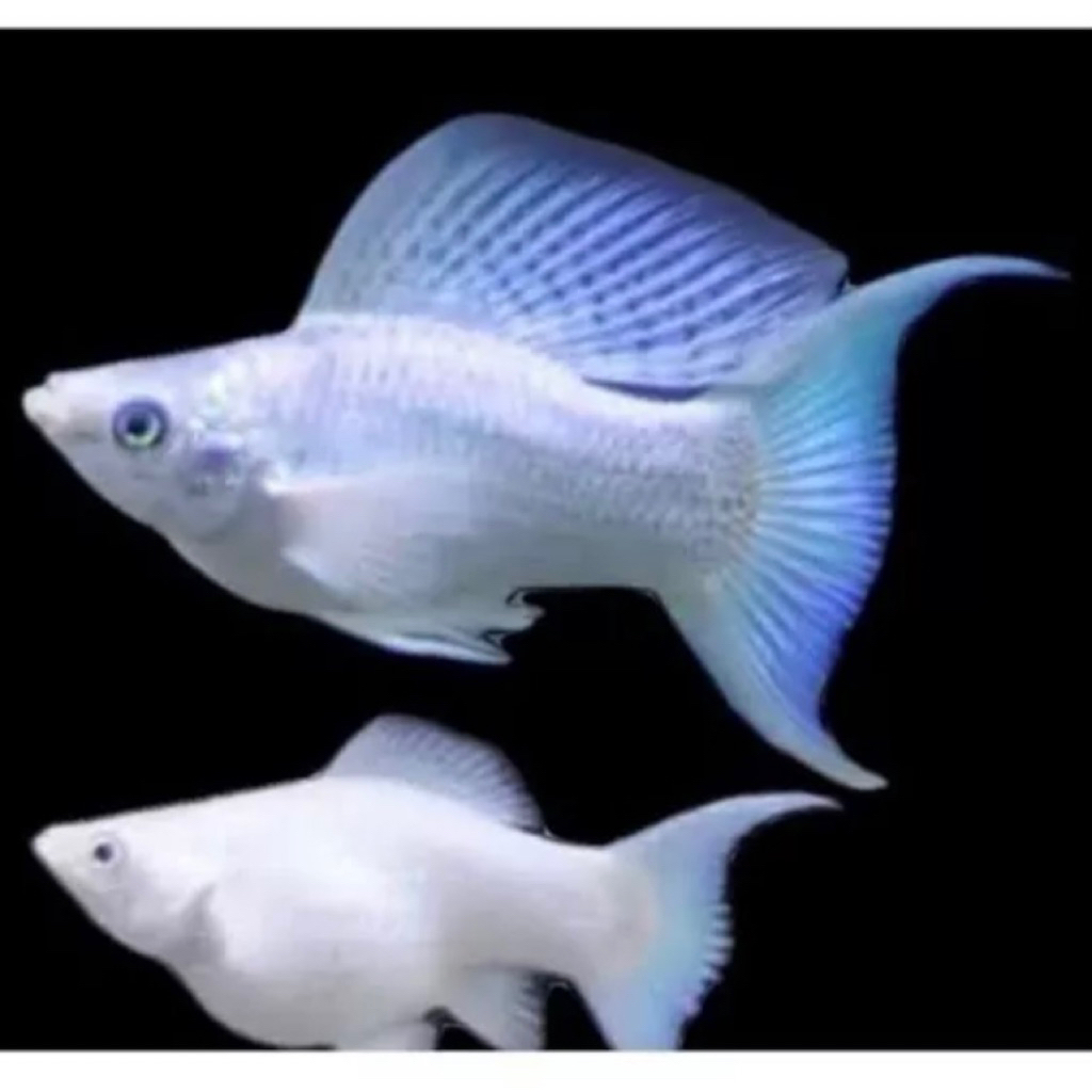 SEPASANG IKAN HIAS MOLLY PLATINUM CAWANG MOLLY BALON MOLLY MARBLE MOLLY GOLDEN / IKAN MOLLY PLATY CA