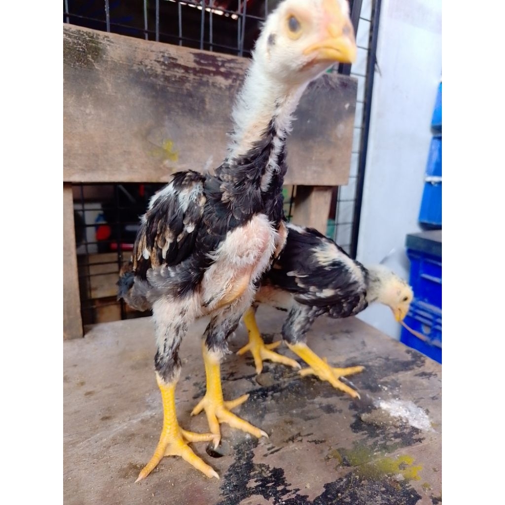 Anakan Ayam shamo Eropa Usia 5 Minggu