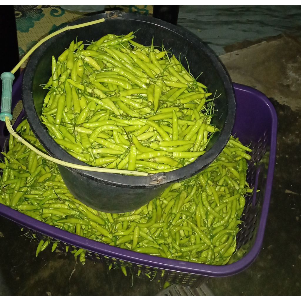 CABE RAWIT PUTIH