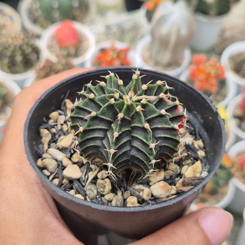 [Real Pict] Kaktus Variegata LB Hybrid