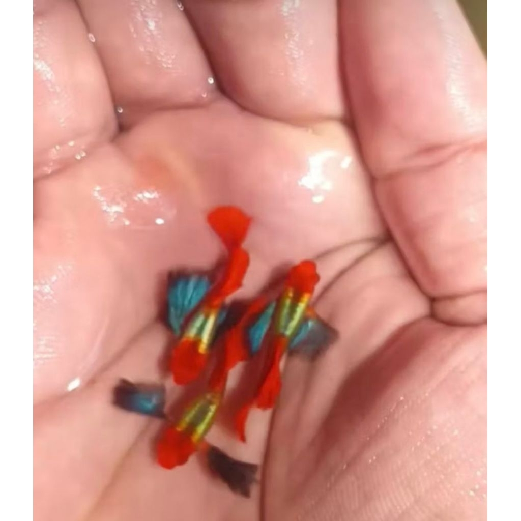 PRTDE KOI HIASAN AQUARIUM