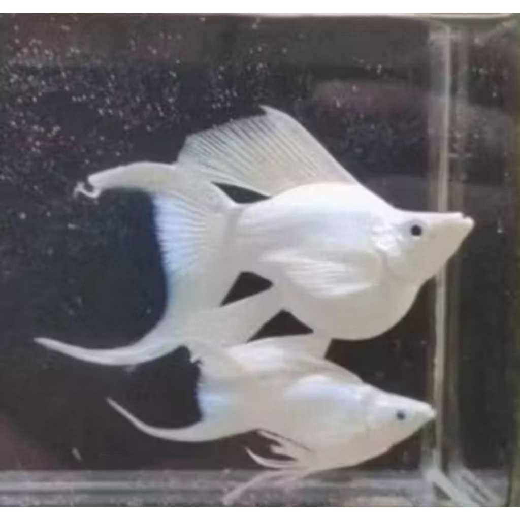 MOLLY BALLON FULL PLATINUM LYRETAIL HIASAN AQUARIUM