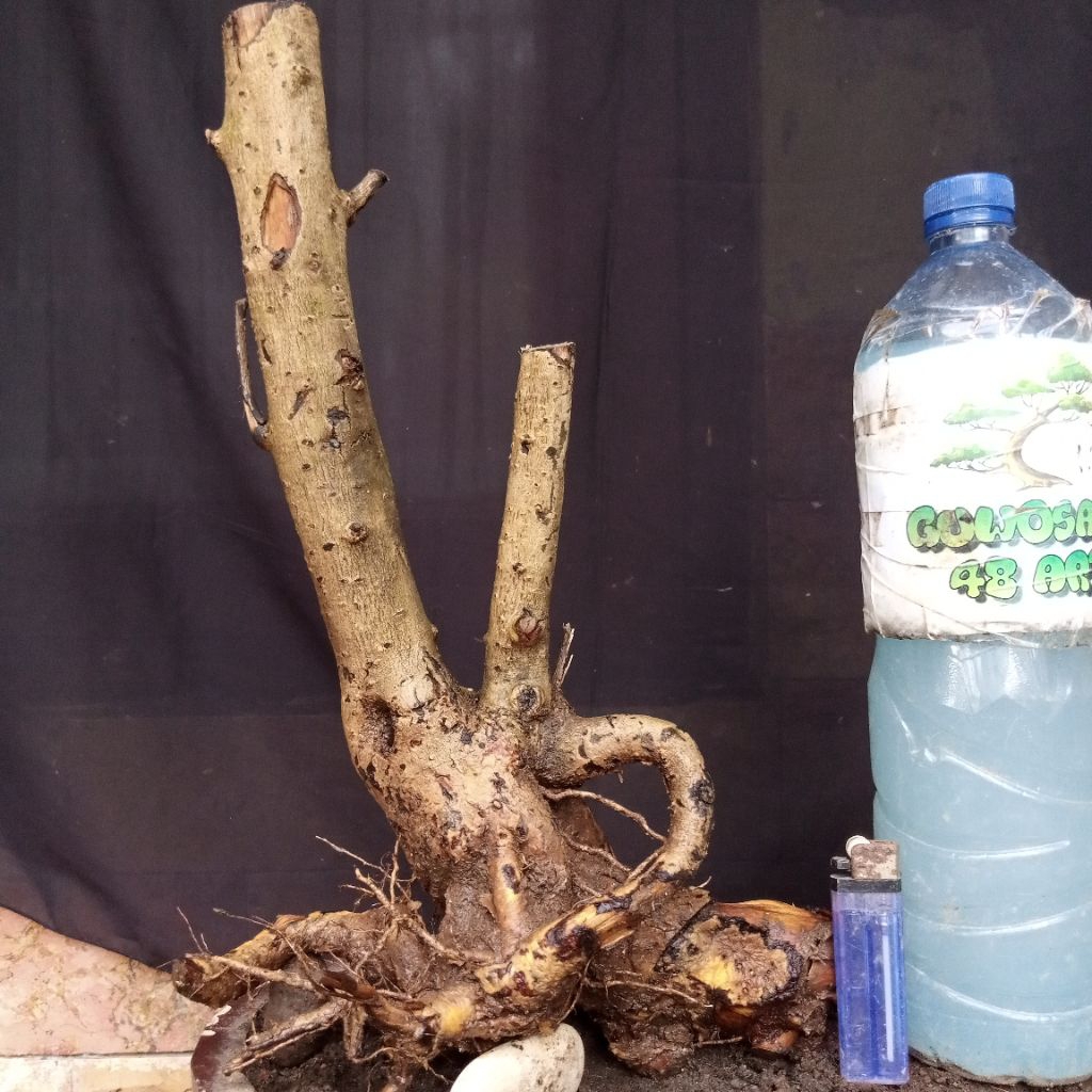 Bahan Bonsai Hokianti Import Bunga Formal Bogel Batang Twin Small Size Real Pict