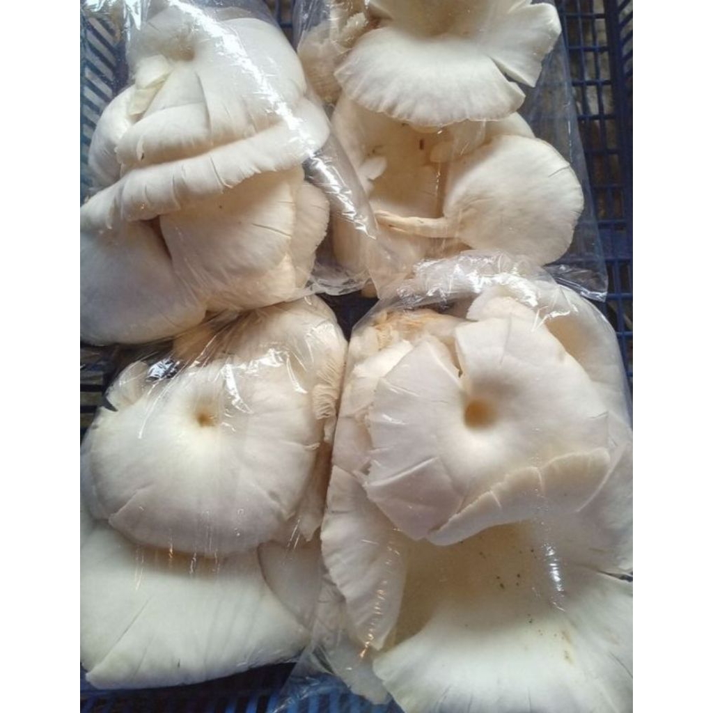 JAMUR TIRAM SEGAR +-100GRAM (FRESH INSTANT SEMARANG)