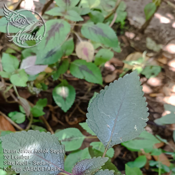 Daun Jawer Kotok Segar 10 Lembar Warna Ungu Hijau Obat Herbal