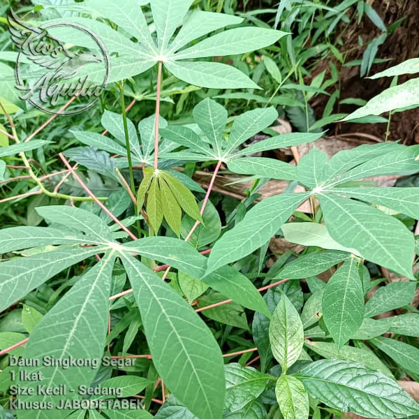 Daun Singkong 1 Ikat Untuk Buntil Lalapan Rebus