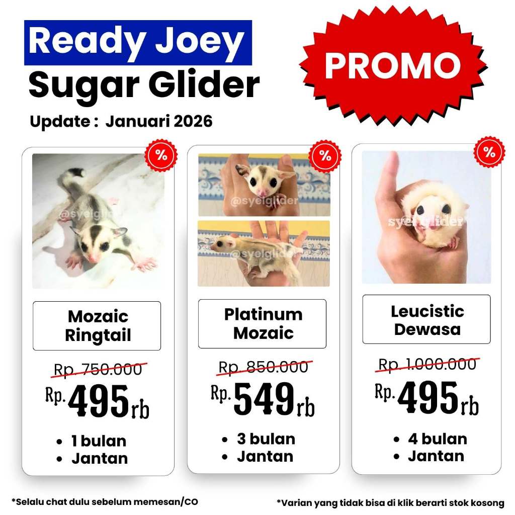 LINK CO SUGAR GLIDER PLATINUM MOZAIC LEUCISTIC CLASSIC GREY WHITE FACE RINGTAIL