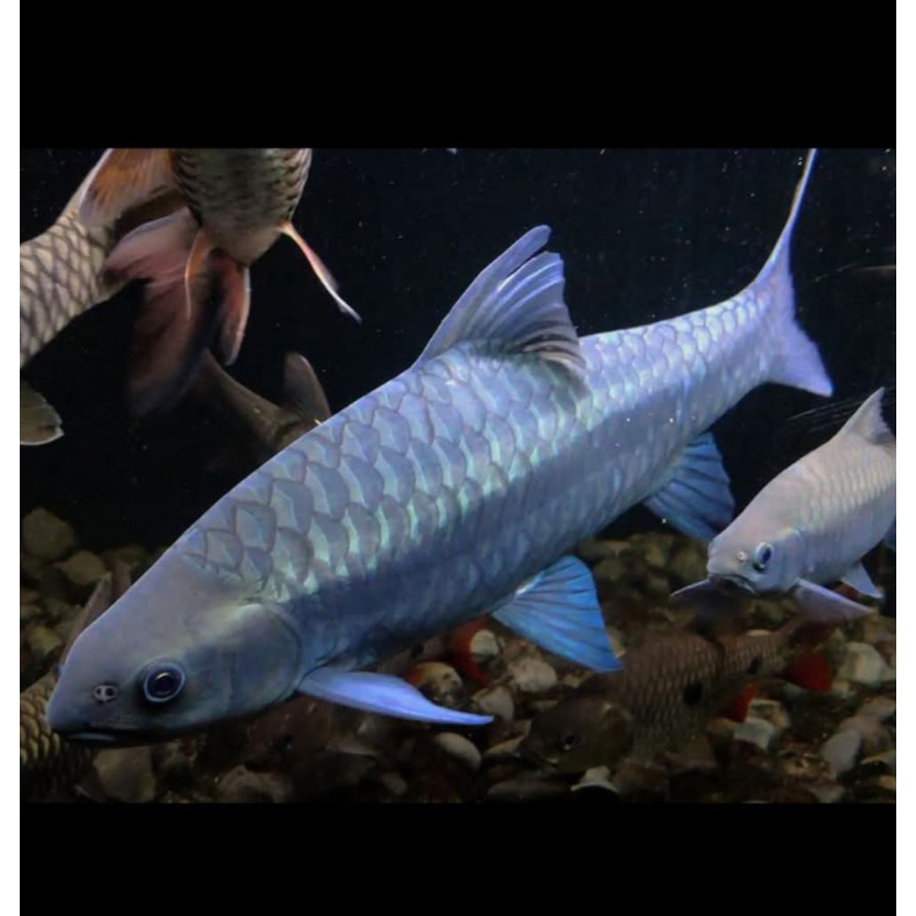 Blue mahser Neolissochilus Heterostomus / Neo Heter 14-16cm