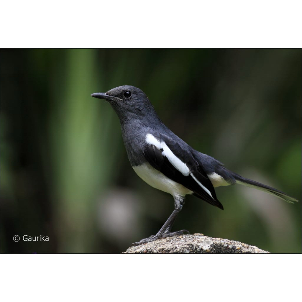burung kacer betina sehat mulus