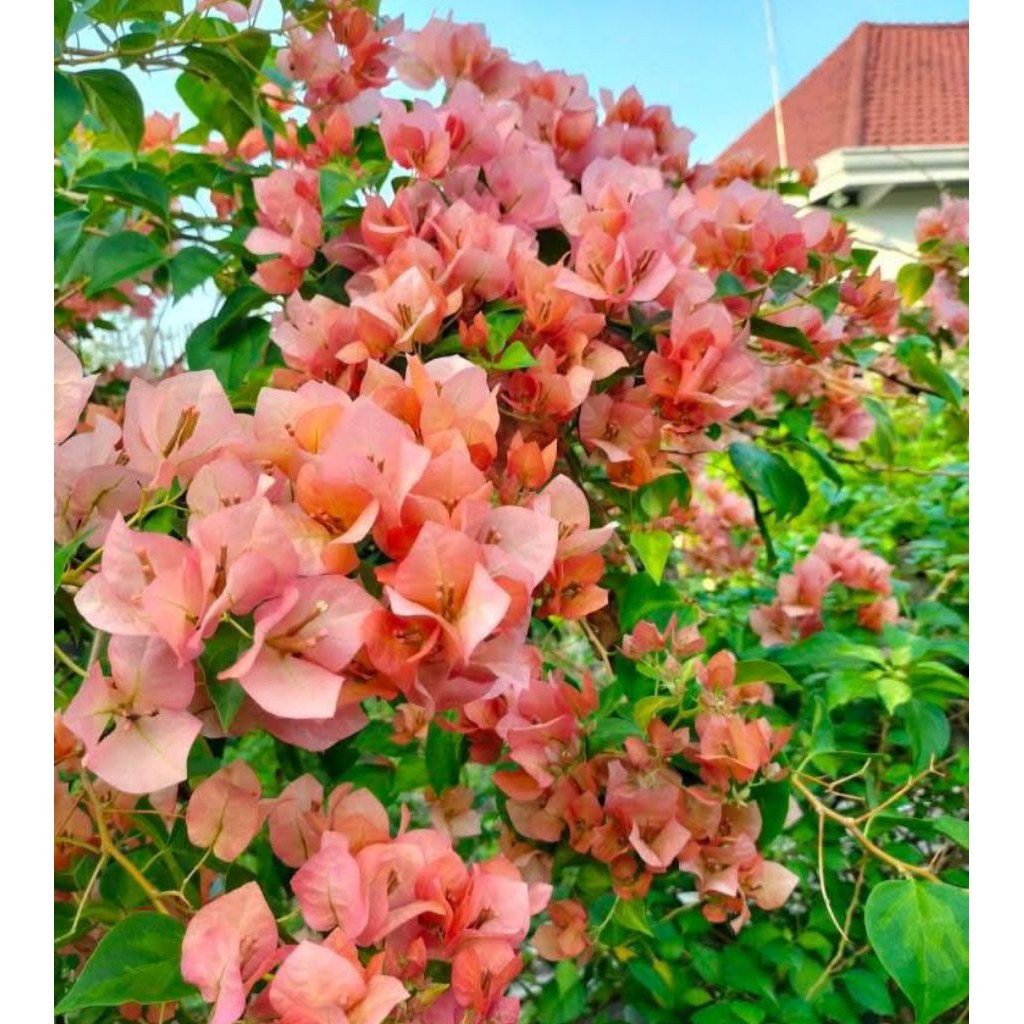 Stek Batang bougenville Import Nescafe