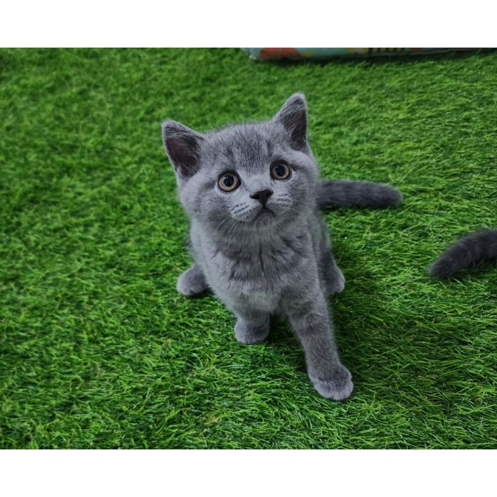 kitten British Short Hair | BSH