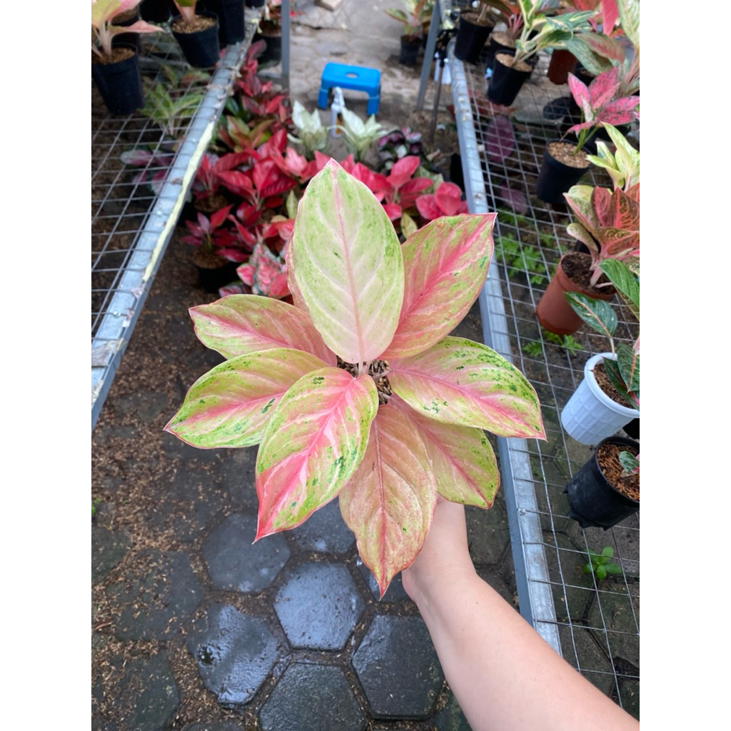 AGLAONEMA BIDADARI MUTASI