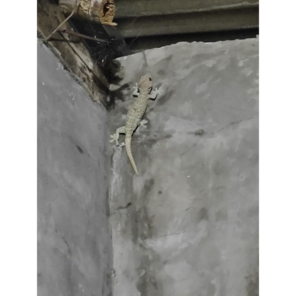 Tokek Kampung Tokek Langka Tokek Obat Tokek Hoki Tokek Jumbo