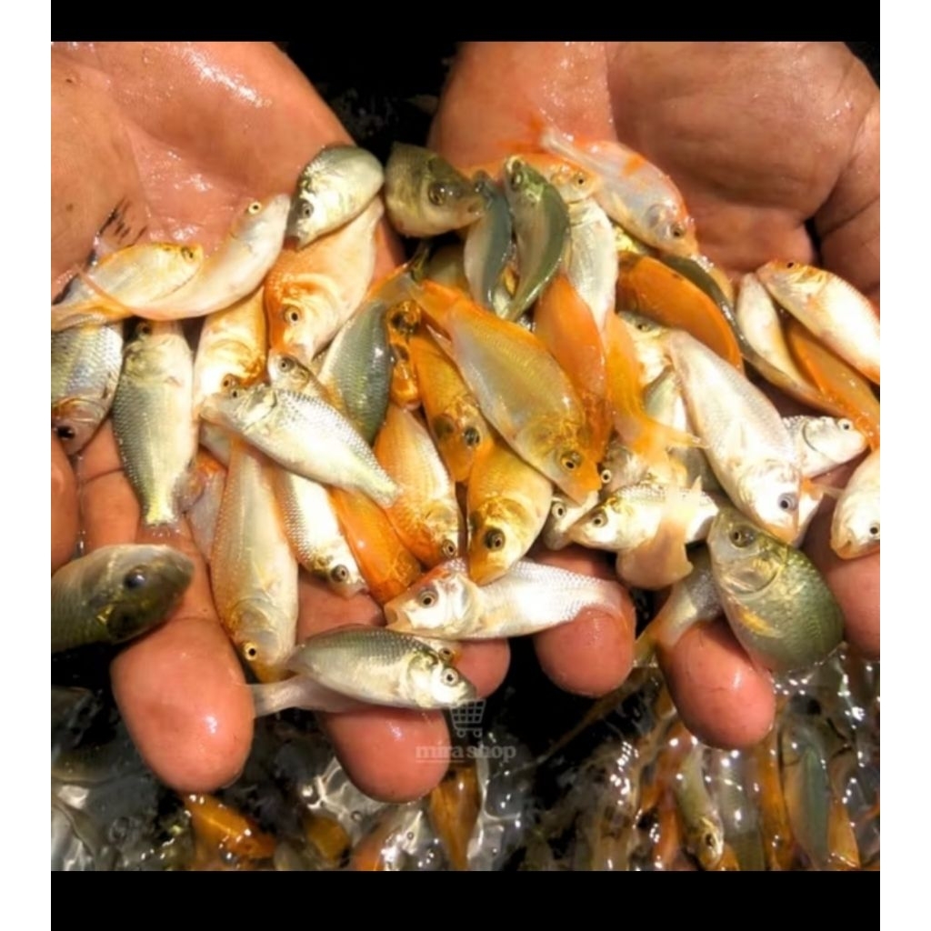 Ikan Mas Pakan Predator perkantong isi 13 ekor/ Pakan Channa/ Pakan Arwana/