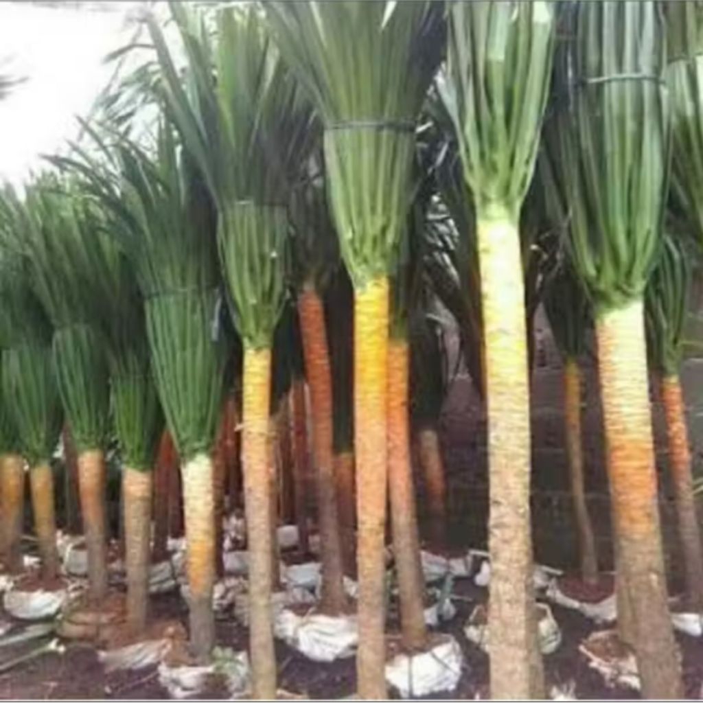 Tanaman Pandan Bali Tinggi 80-100cm Tanaman Hias Hidup