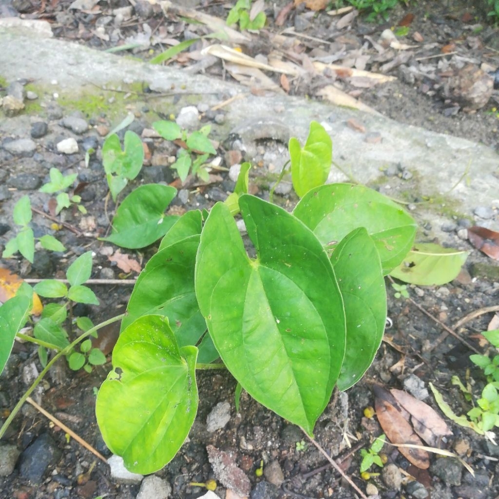 BIBIT TANAMAN UMBI UWI PUTIH