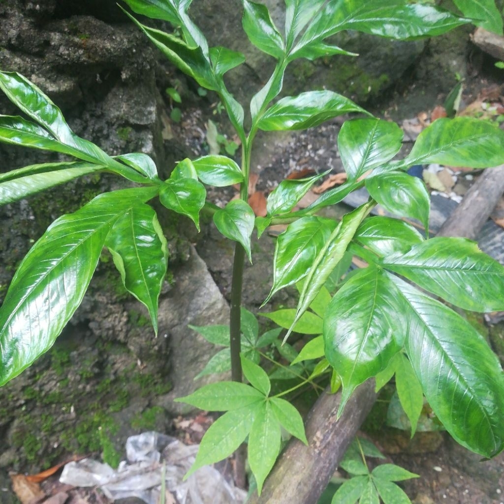 BIBIT TANAMAN UMBI SUWEG