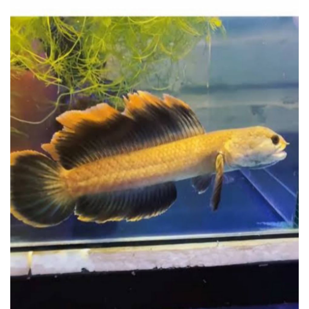 Limbata HF × SLAYER berkualitas bagus size 3-5 cm (3 ekor)