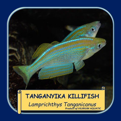 IKAN HIAS AIR TAWAR - KILLIFISH TANGANYIKA / PEARL KILLIFISH / LAMPRICHTHYS TANGANICANUS (IKAN AQUAS