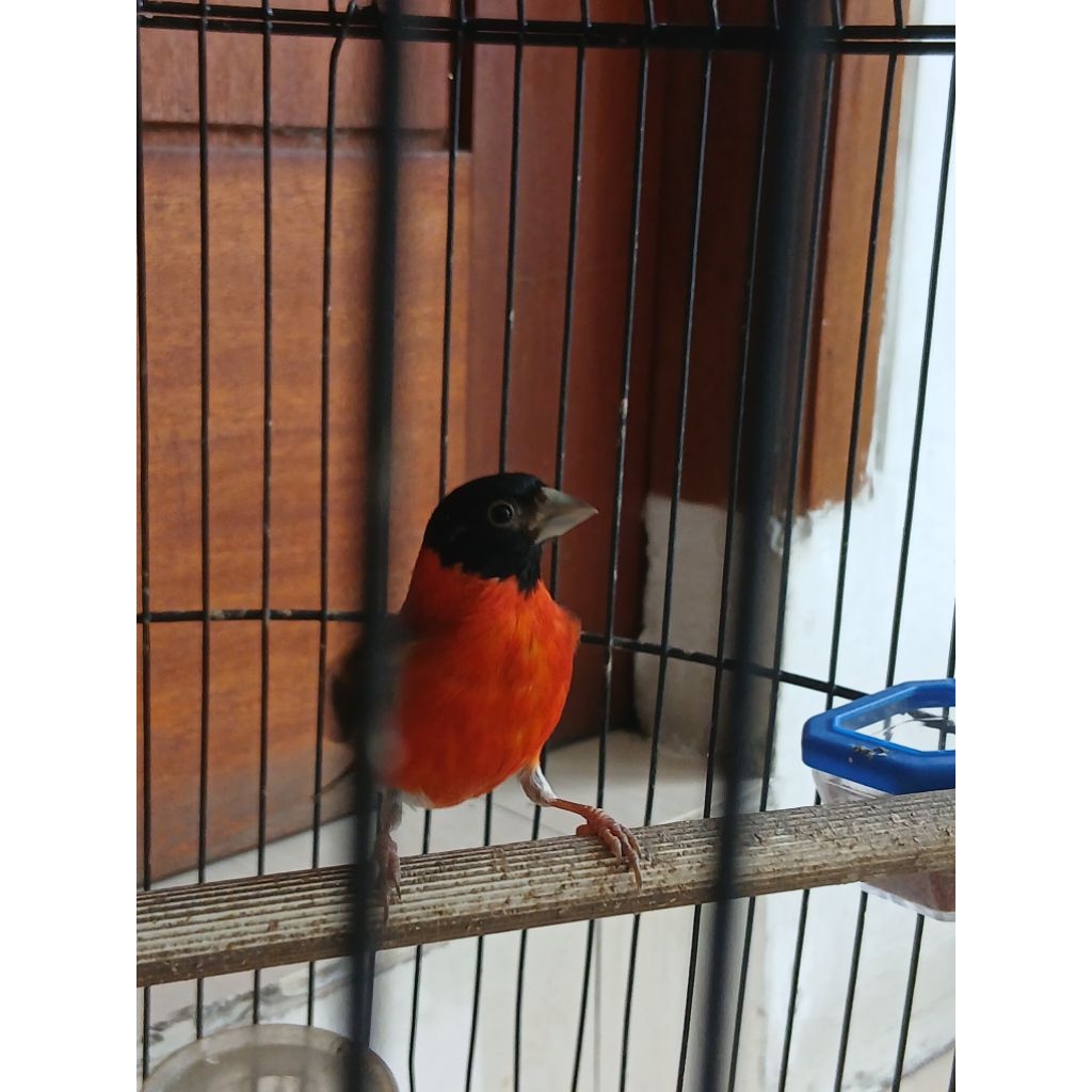 Burung Red Siskin Klasik Jantan Dewasa GACOR