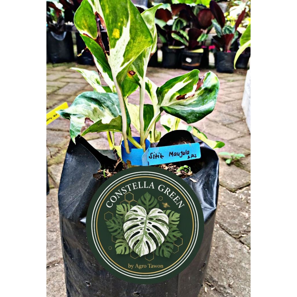 [CANTIK] Sirih Maujula / Epipremnum Manjula – Tanaman Hias Daun Varigata Mewah, Sirih Gading Koleksi