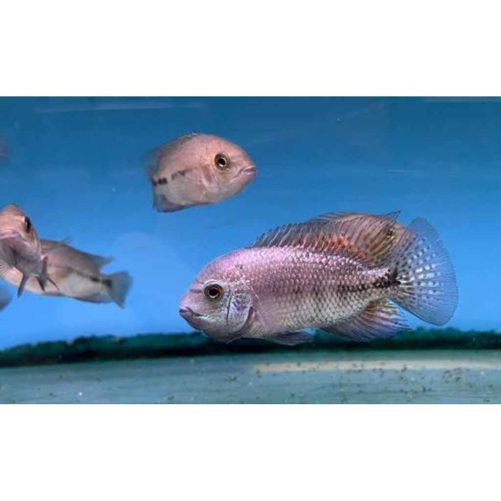 IKAN VIEJA BREIDOHRI HYBRID