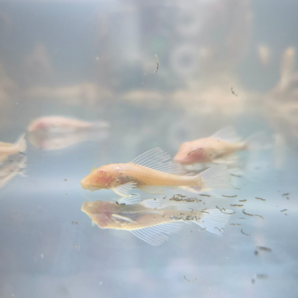 ikan sapu kaca Gibiceps / sapu kaca mentega / albino 5cm