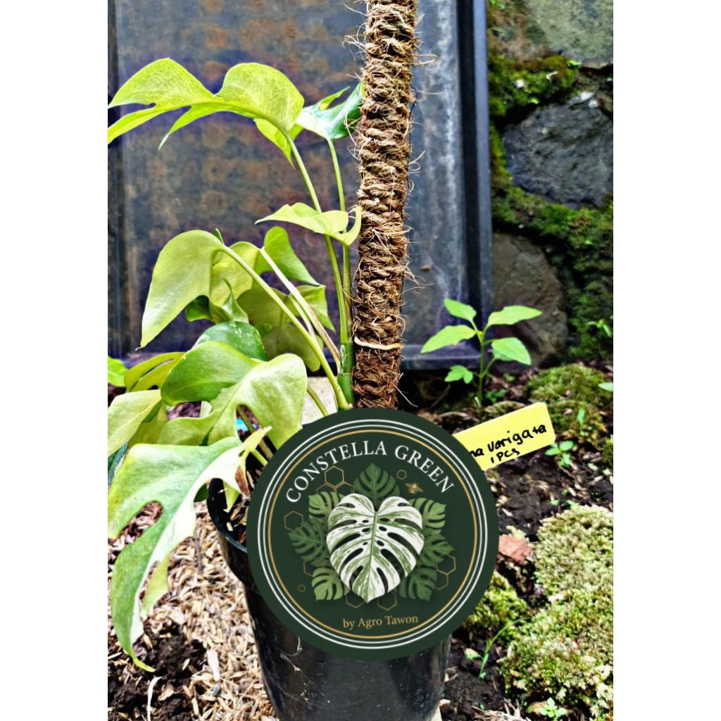 [RARE] Rhaphidophora Tetrasperma Variegata – Mini Monstera Varigata Kuning/Putih, Tanaman Koleksi Ak