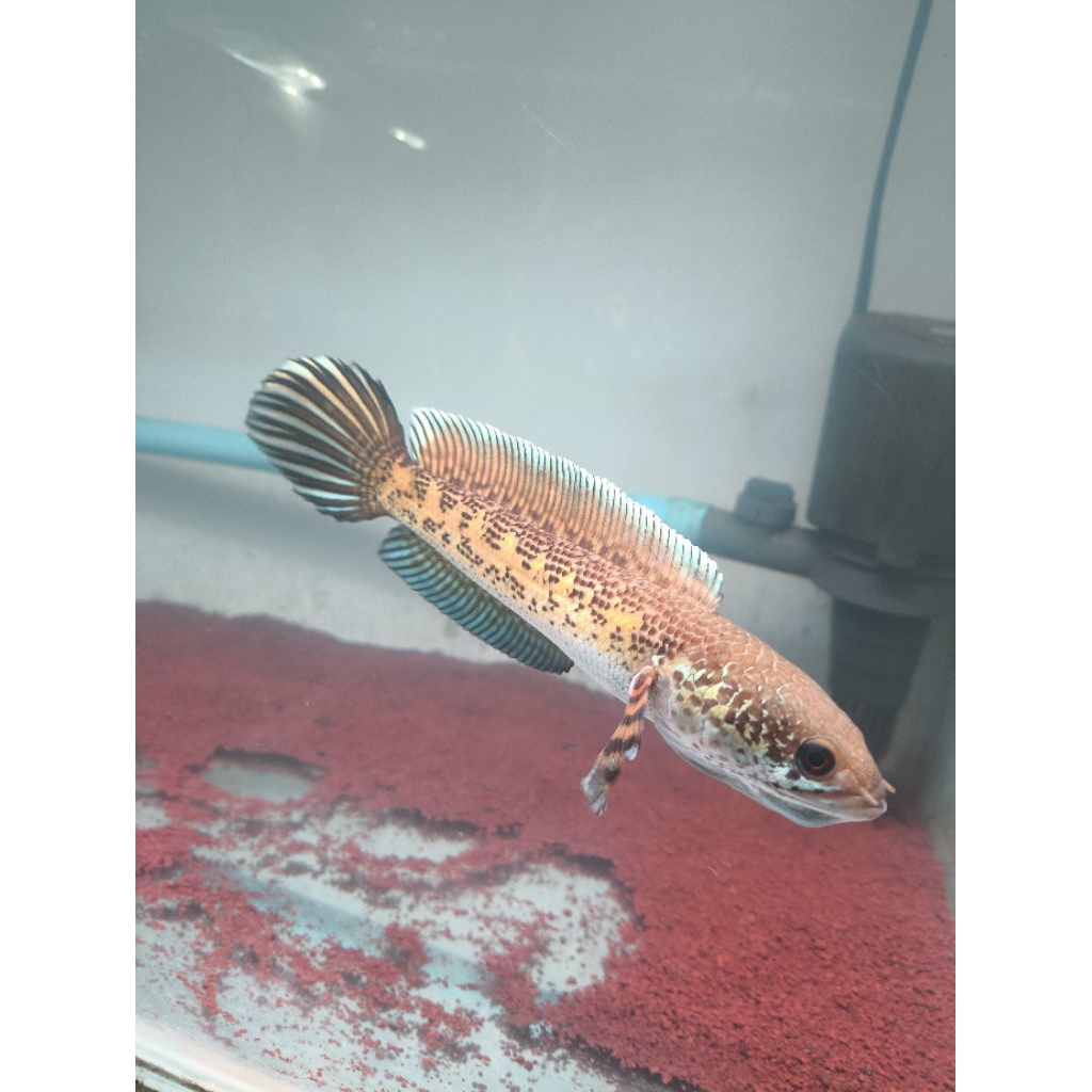 channa auranti dorpol josjis18cm