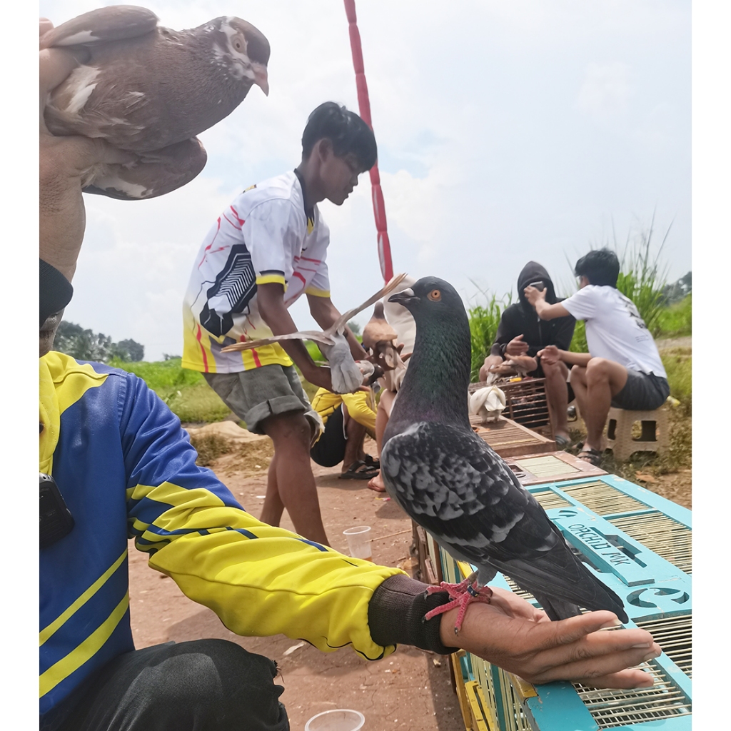 Merpati  Kolongan Muda Jantan darahan Queen,Sarinande (Cewe geberan biasa)
