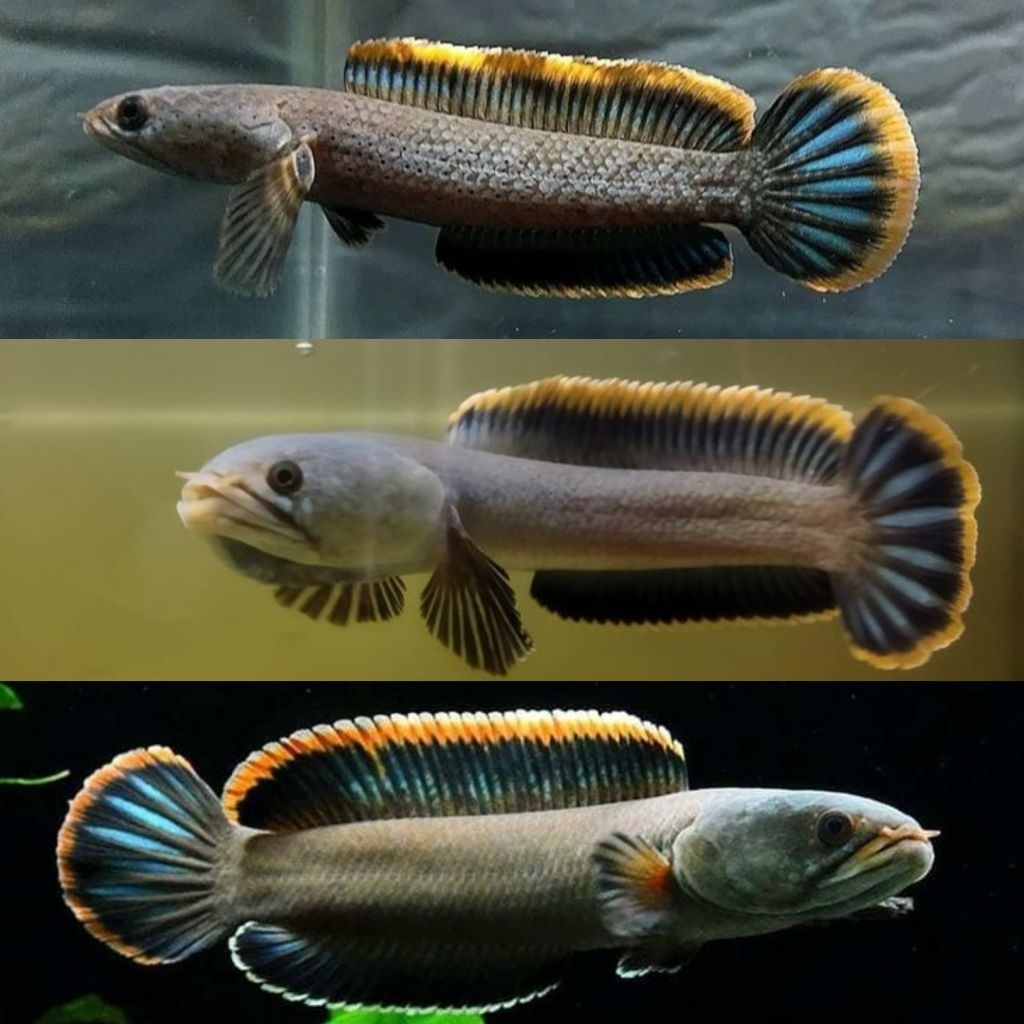 Channa Limbata 7cm Bahan Rim Gondrong (Bonus Stiker)