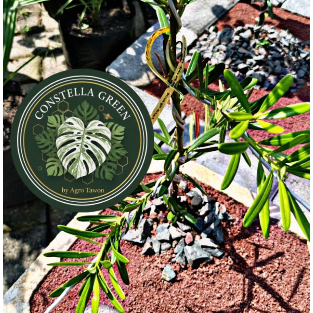 [PREMIUM] Lohansung Kapsul – Podocarpus Macrophyllus Daun Bulat, Bahan Bonsai Kualitas Kontes Akar M