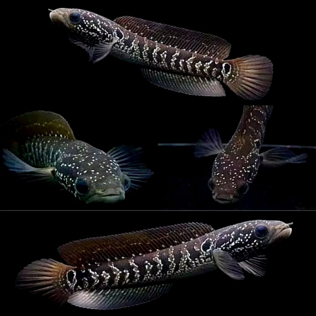 (COD) Channa Asiatica White Spot 8-10 Cm (Ws) Full Mutiara