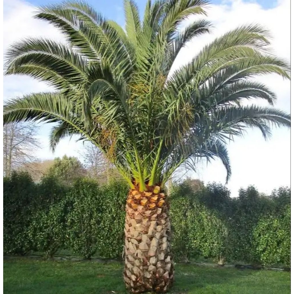 Tanaman Hias Palm Kenari -  Tanaman Palm Kenari Murah - Bibit Palm Kenari