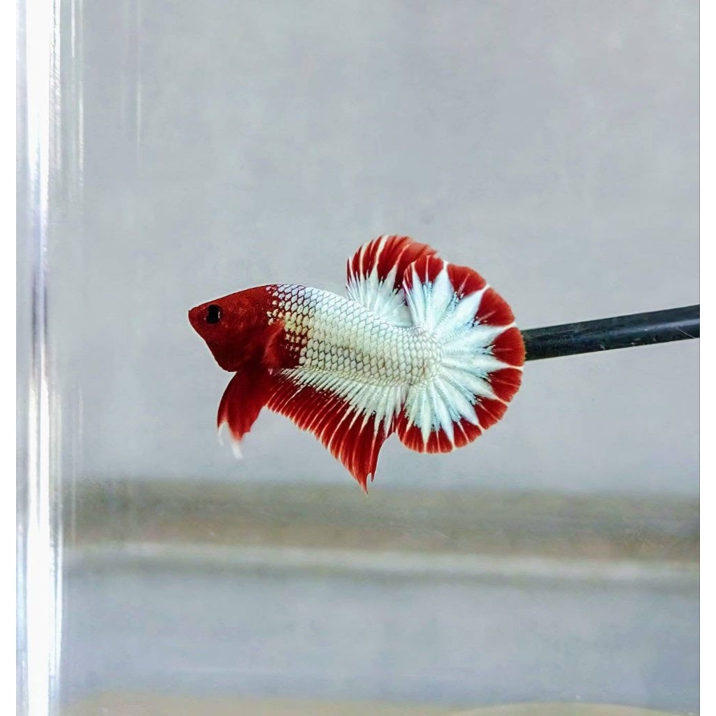 CUPANG FCCP  LINE VIETNAM RED/YELLOW STARTAIL BAHAN SEPASANG HIASAN AQUARIUM