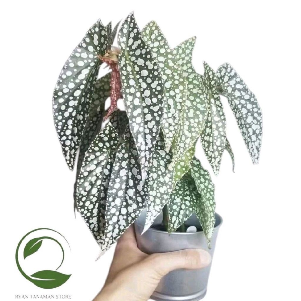 Tanaman Hias Begonia White Ice - Tanaman Begonia Polkadot Putih