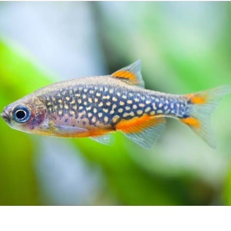 Galaxy Rasbora